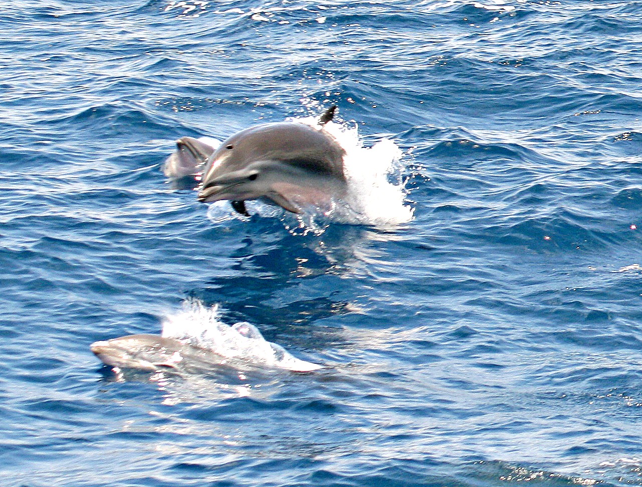 Dolphin jumping