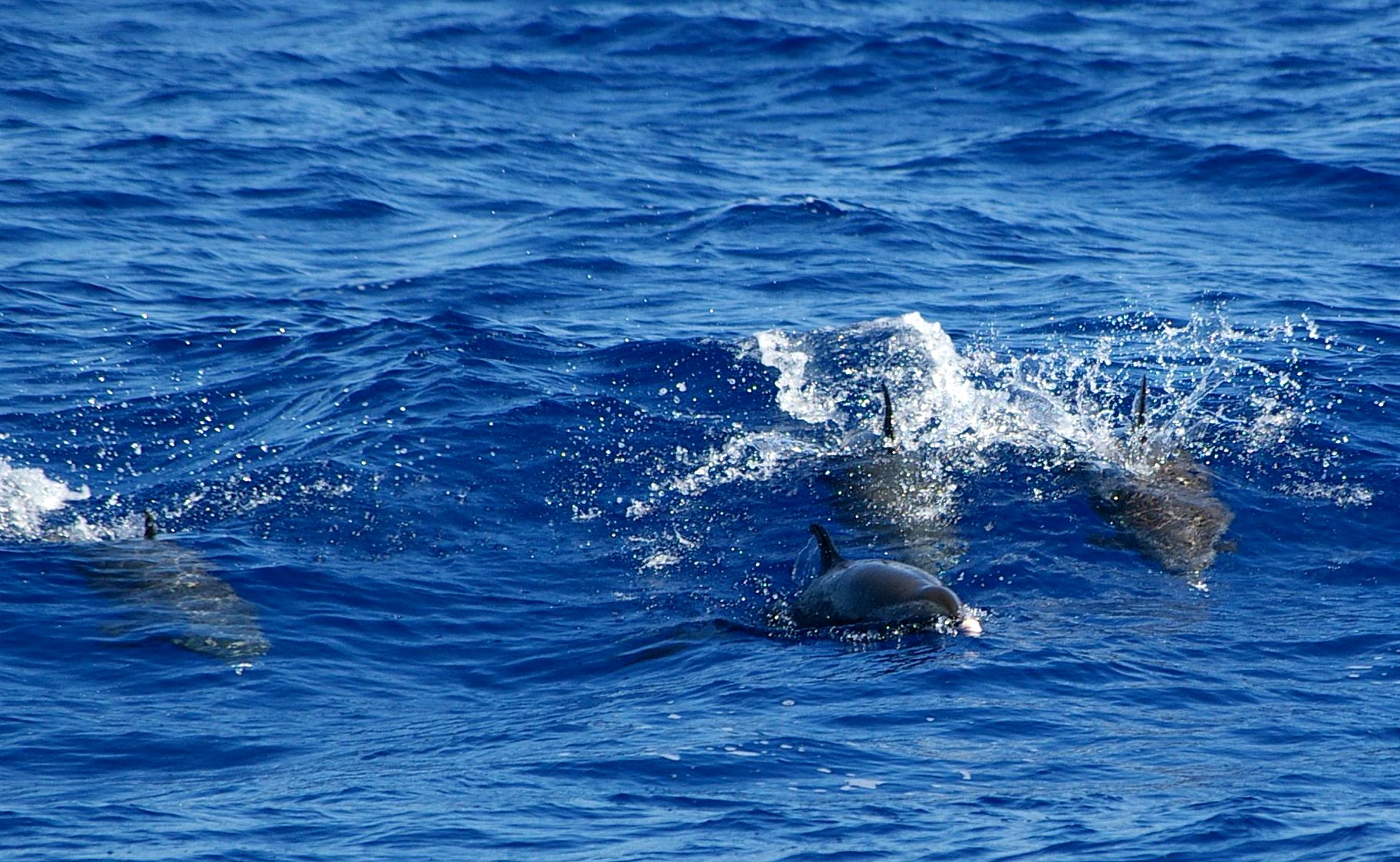 dolphins006
